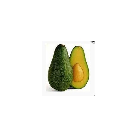 Avocats gros (les 2)