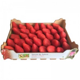 Fraise plateau 1 kg