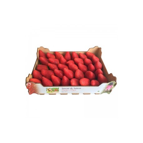 Fraise plateau 1 kg