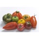 Les tomates saveurs d'antan (les 500grs)