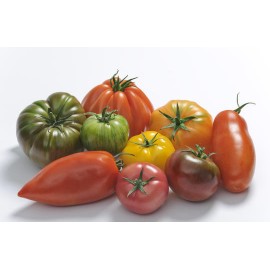 Les tomates saveurs d'antan (les 500grs)